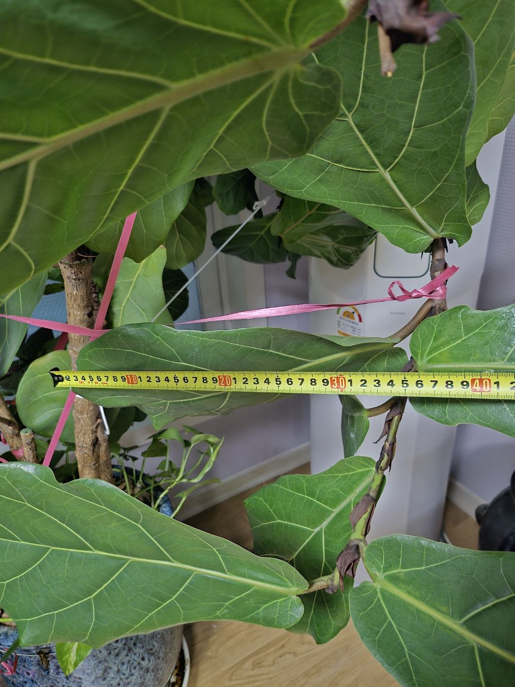 30년 세월 같이한 거실 수목