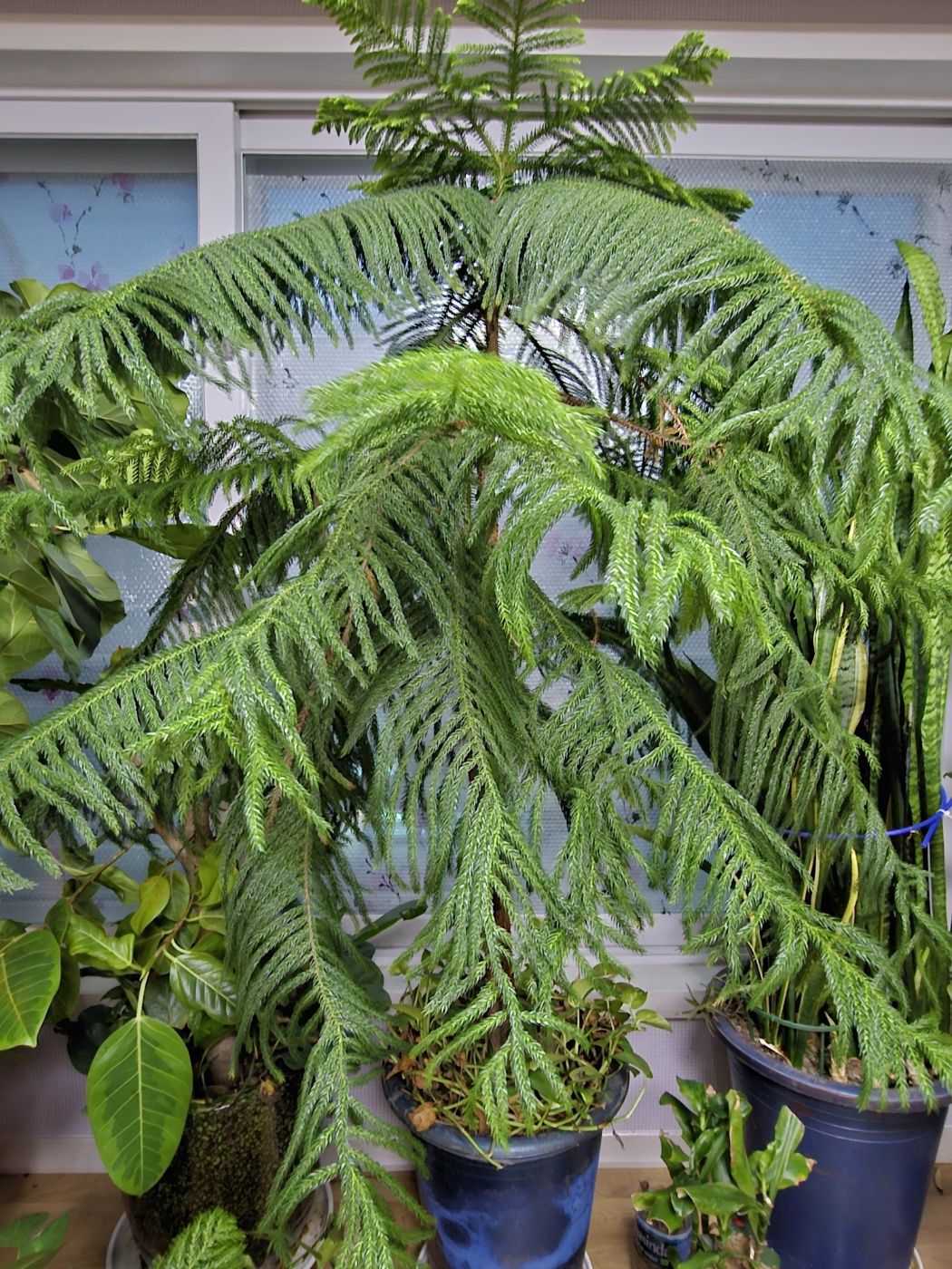 30년 세월 같이한 거실 수목