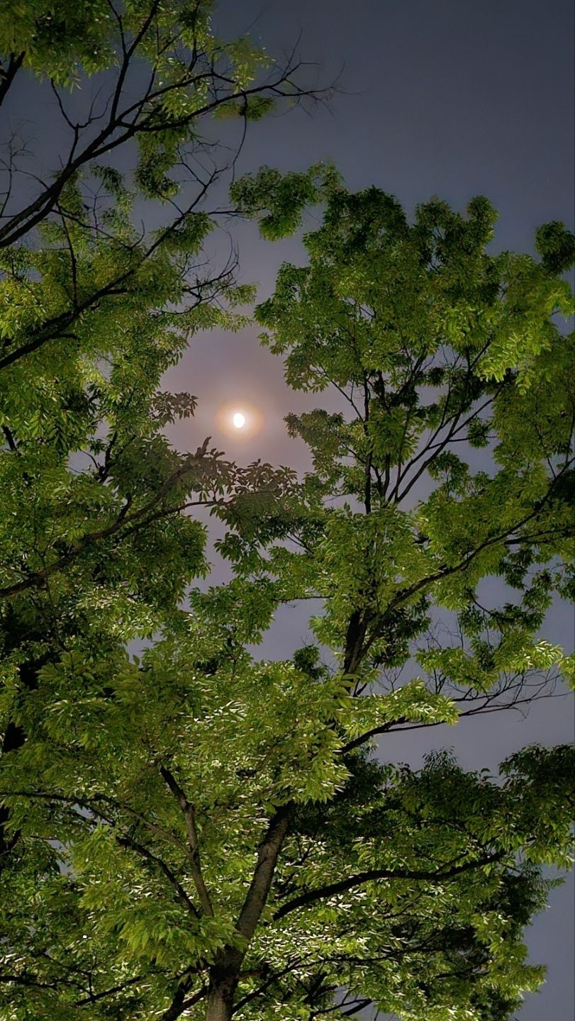 희망의 메세지의 밝은 달빛