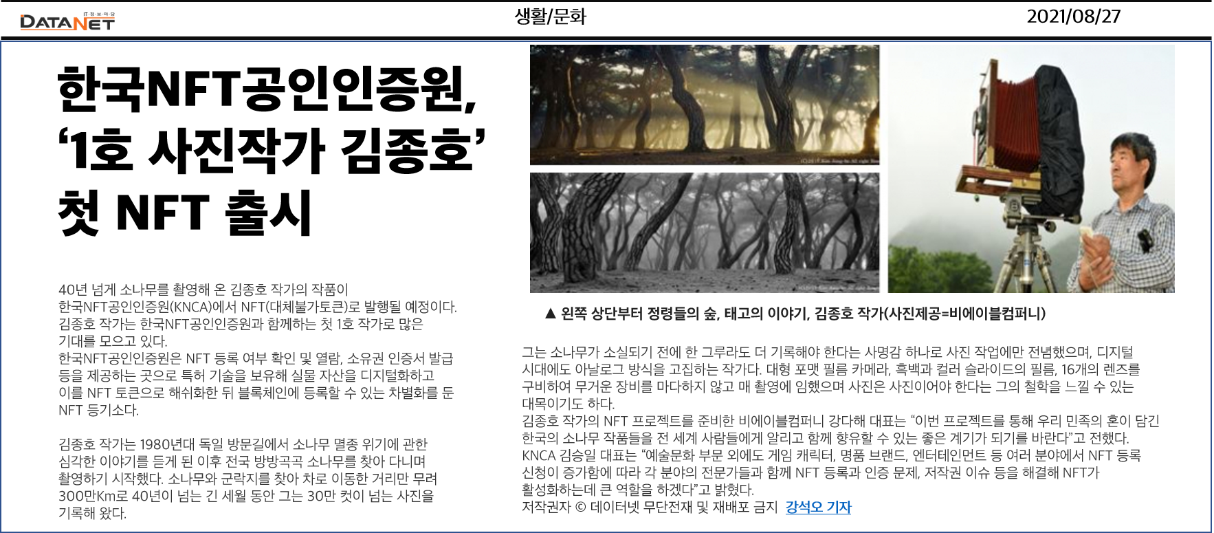 소나무 四季 연작 시리즈_겨울이 비치다