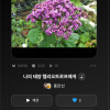 나의 태양 헬리오트로프에게