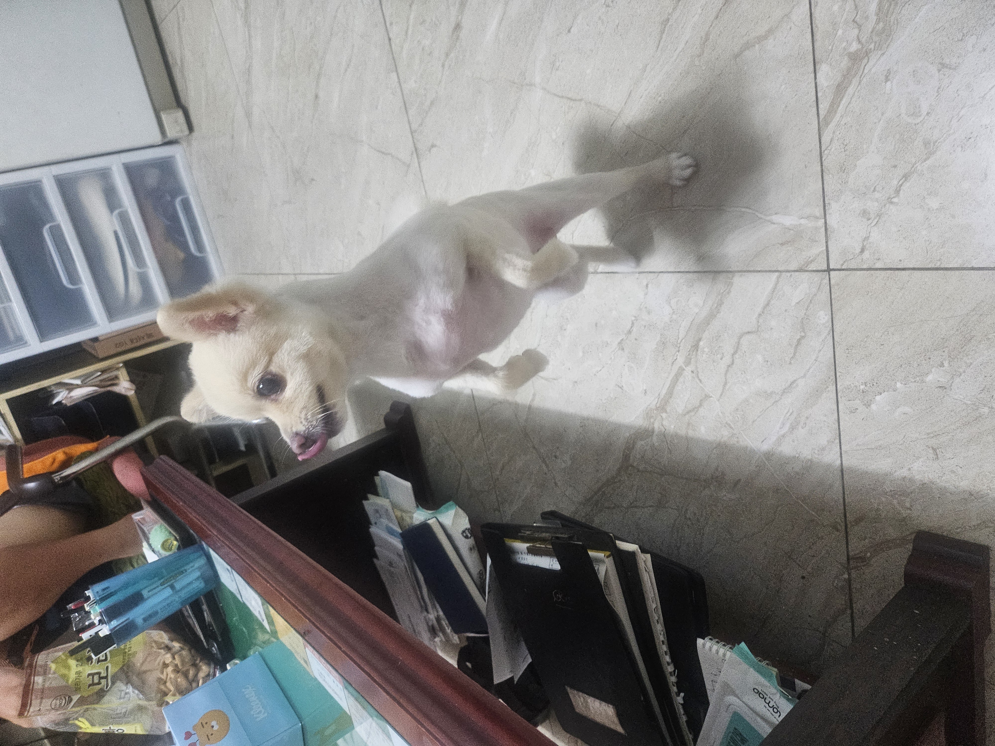 콩이